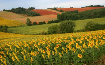 Floarea Soarelui